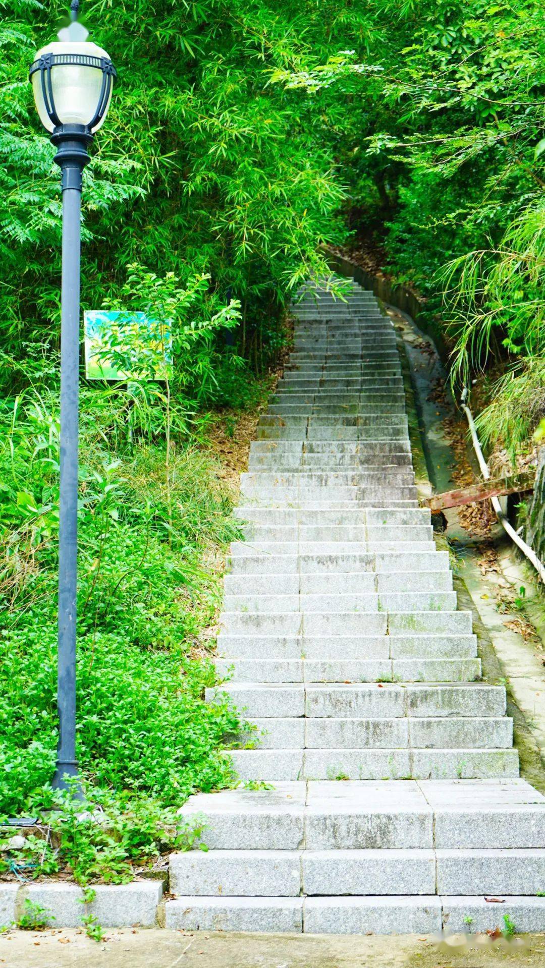 乘681路到裕洲村委站下车no-number-12金钟山森林公园金钟山公园占地