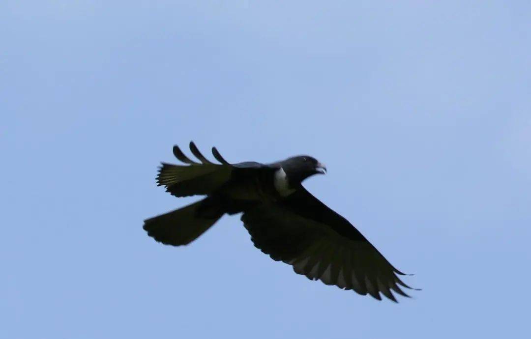 梅花山上鸟千姿一