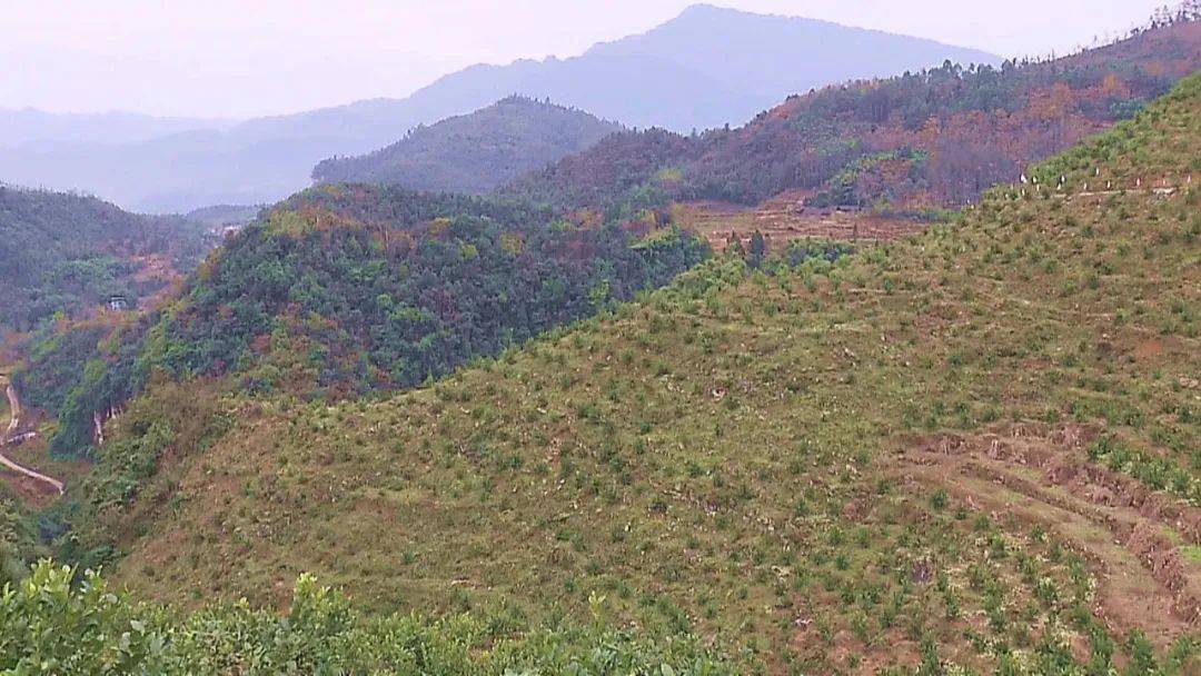 川佛手苗基地图片