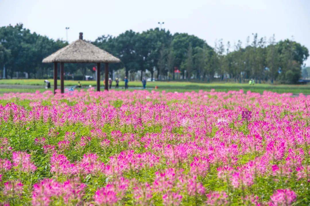 不只是小粉红这5大陆续上线的花海藏着无锡宁才懂的初秋浪漫