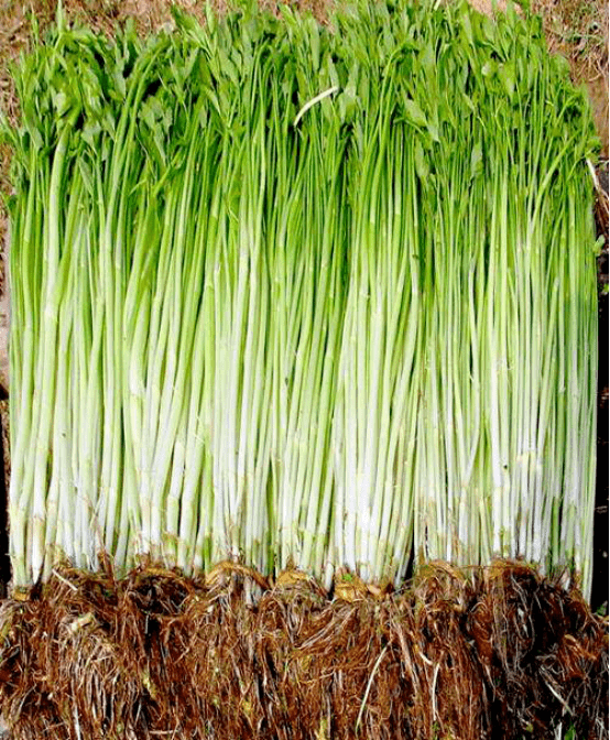美食记桐乡喜菜