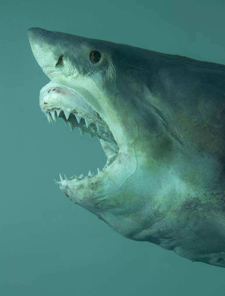 巨型动物标本之鲨鱼达明安·赫斯特damien hirst是1965年出生于英国