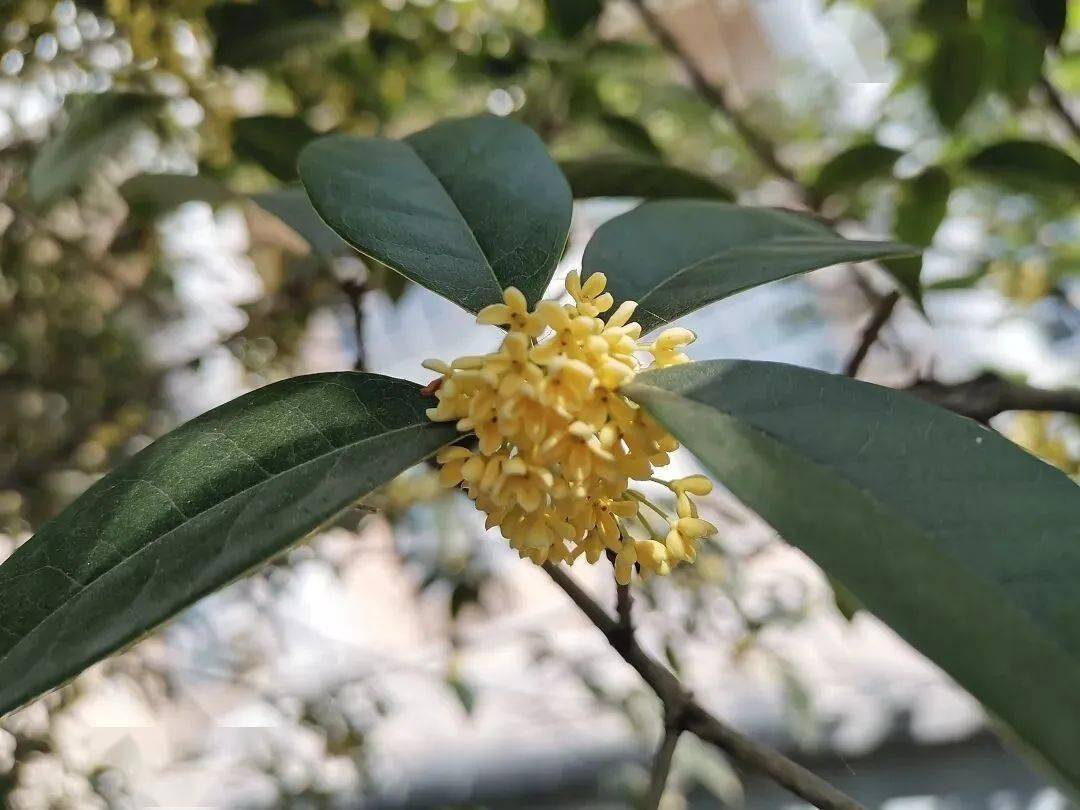 桂花香秋風起暗換年華