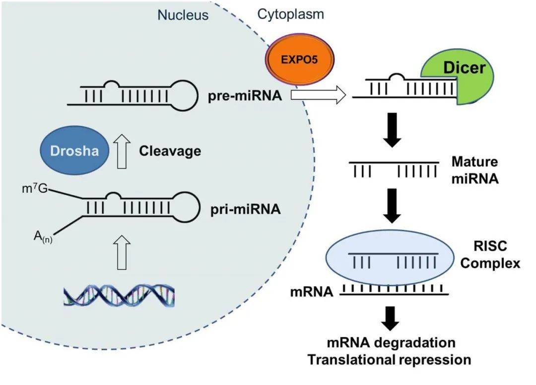 mirna(小rna)trna全稱轉運rna(transfer rna).