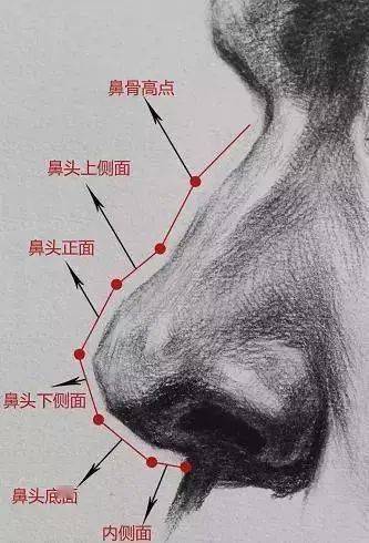 手绘教程人物鼻子人结构认识与画法