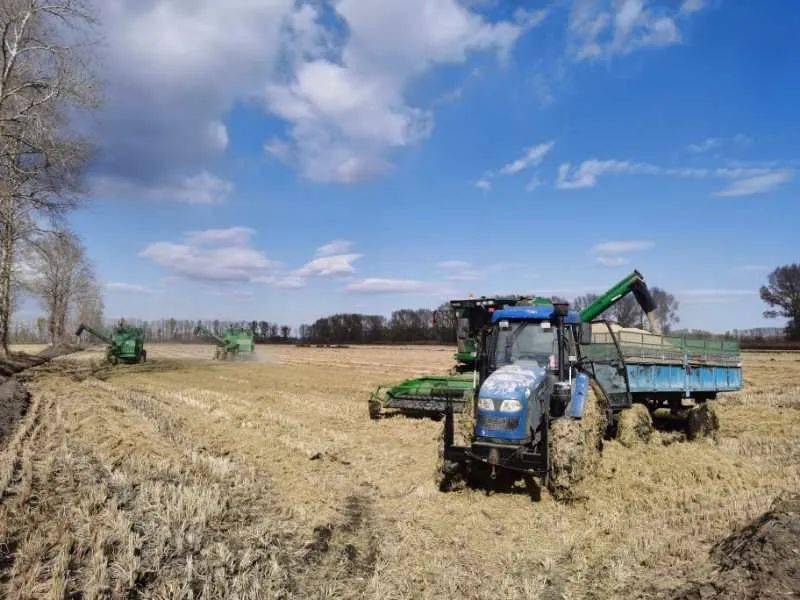 今年齐齐哈尔秋收,稳了!_查哈阳农场