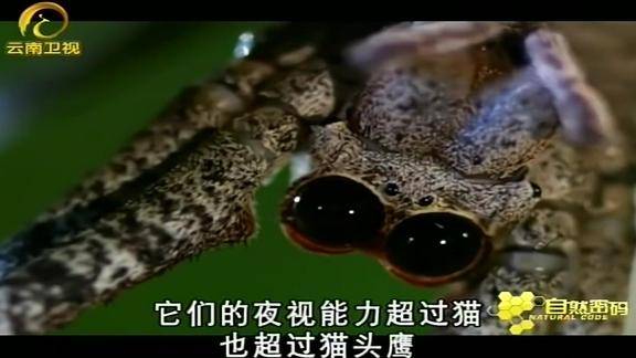 怪面蛛的视力非常敏锐这对于路过的猎物来说是个坏消息