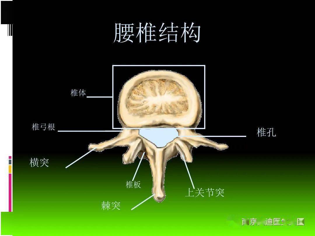 腰椎体解剖结构图解图片