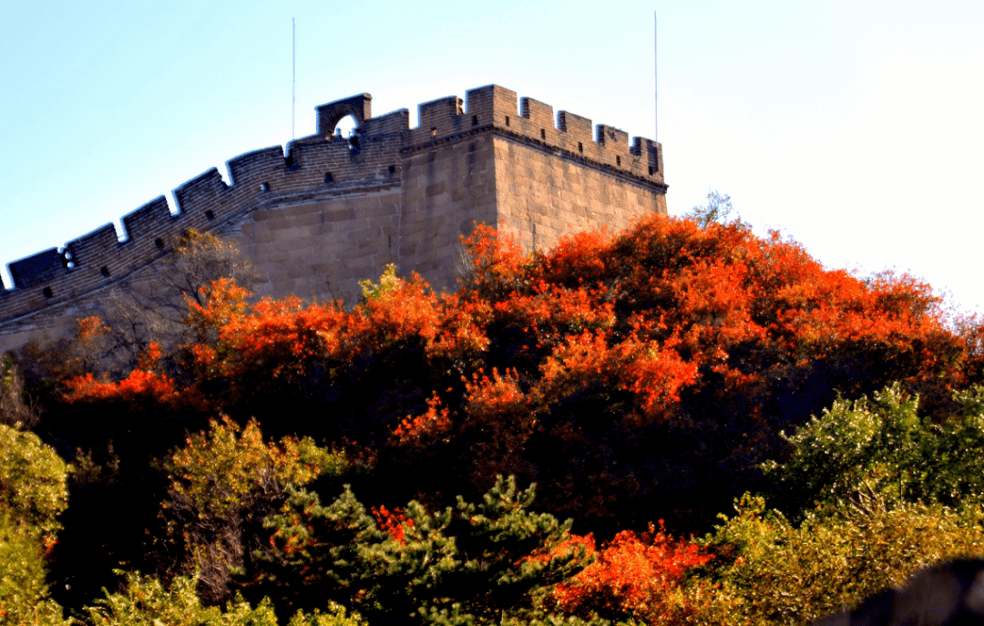 赏秋指南又是一年长城秋看长城内外万山红遍层林尽染