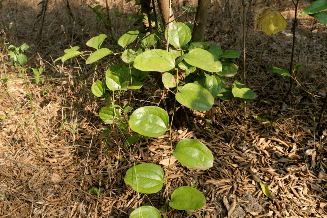 認識我們身邊的藥用植物_何首烏