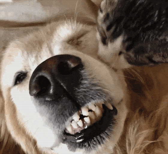 好好一条狗被舔成火云邪神猫啊你可摇了我吧