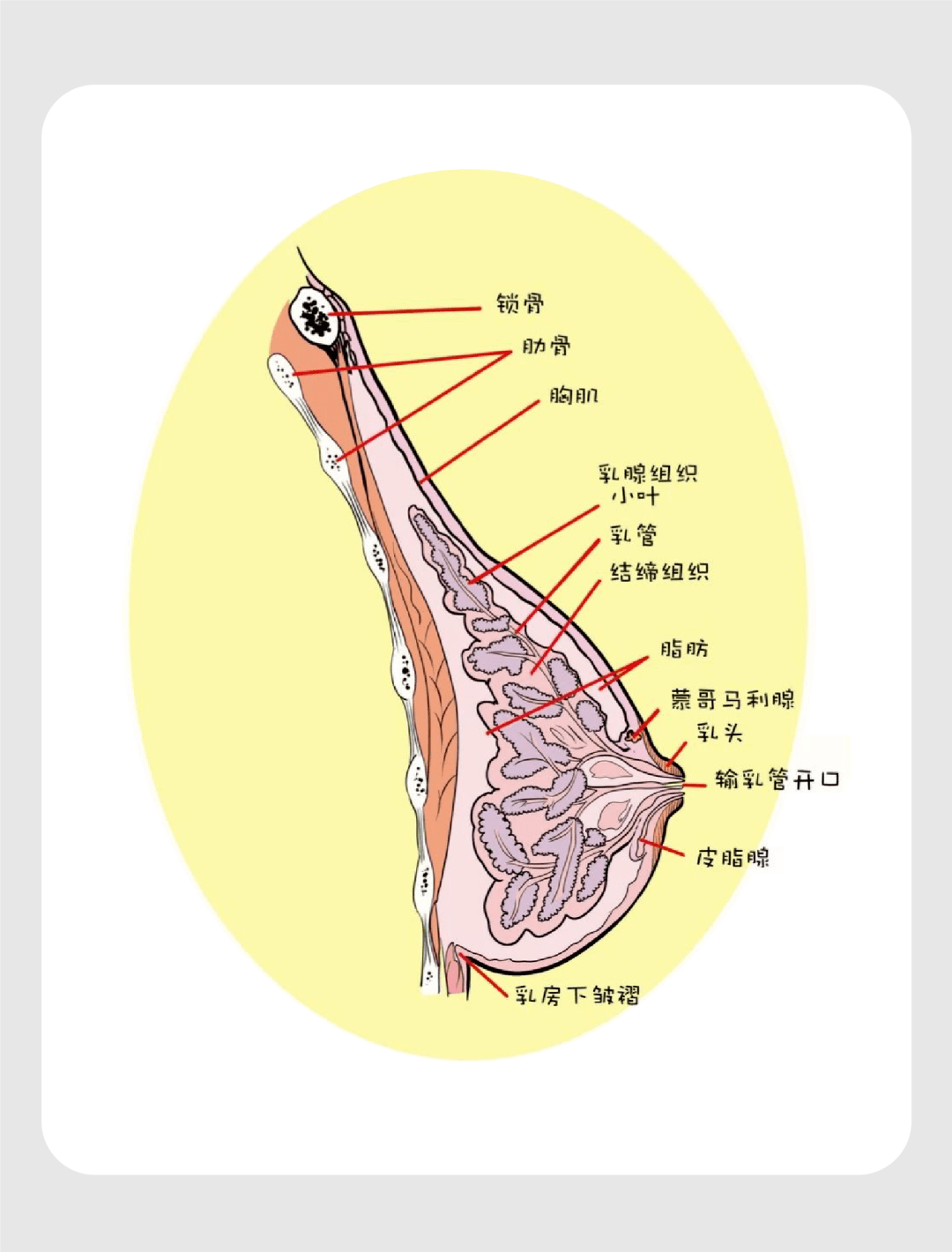 乳房的大小,主要跟脂肪相关,而乳腺癌是发生在乳腺腺体上的疾病.