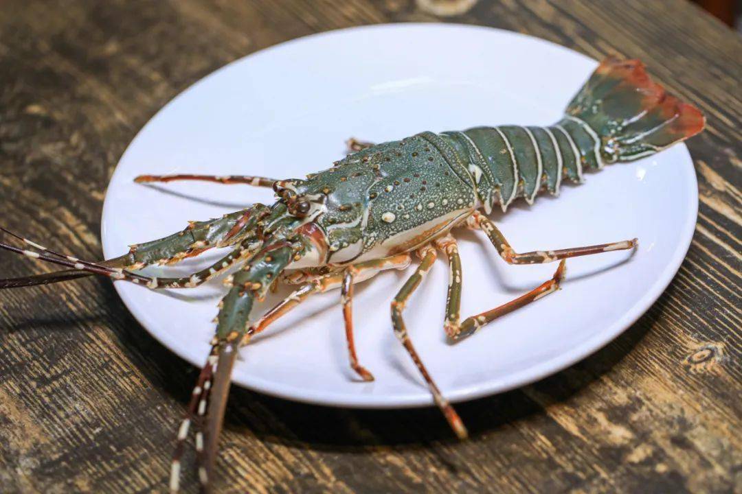 18点后才现身的炭炉海鲜烧烤0668只澳洲小青龙一周吃两次