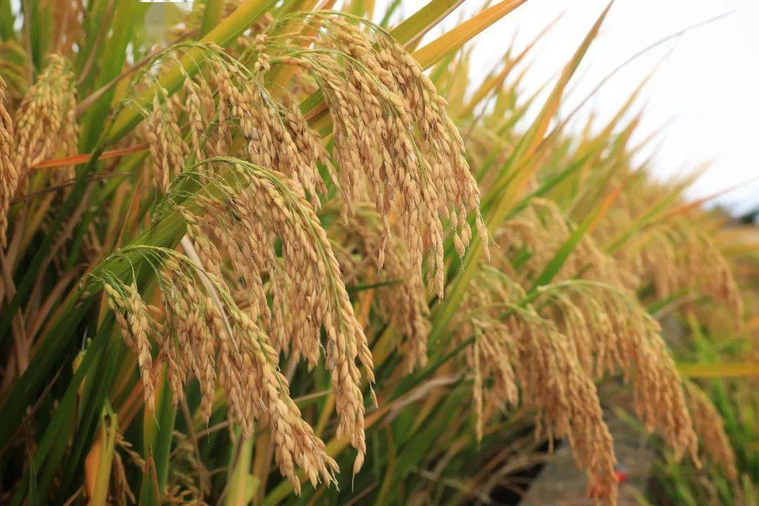 绥粳30水稻品种简介图片