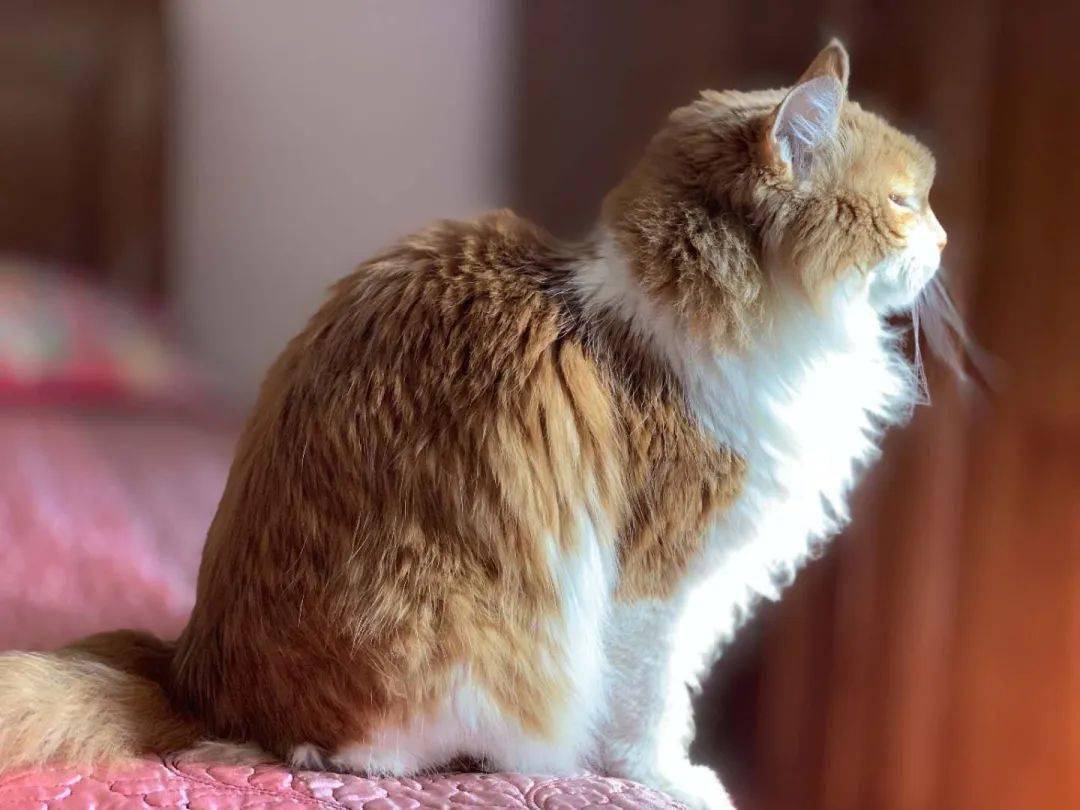 17岁高龄橘猫绝美侧颜杀每一张照片都那么漂亮