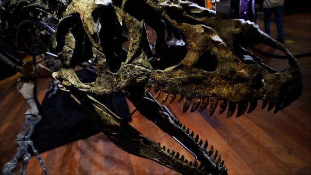 近乎完整的食肉恐龙异特龙化石在法国巴黎以300万欧元拍卖成交