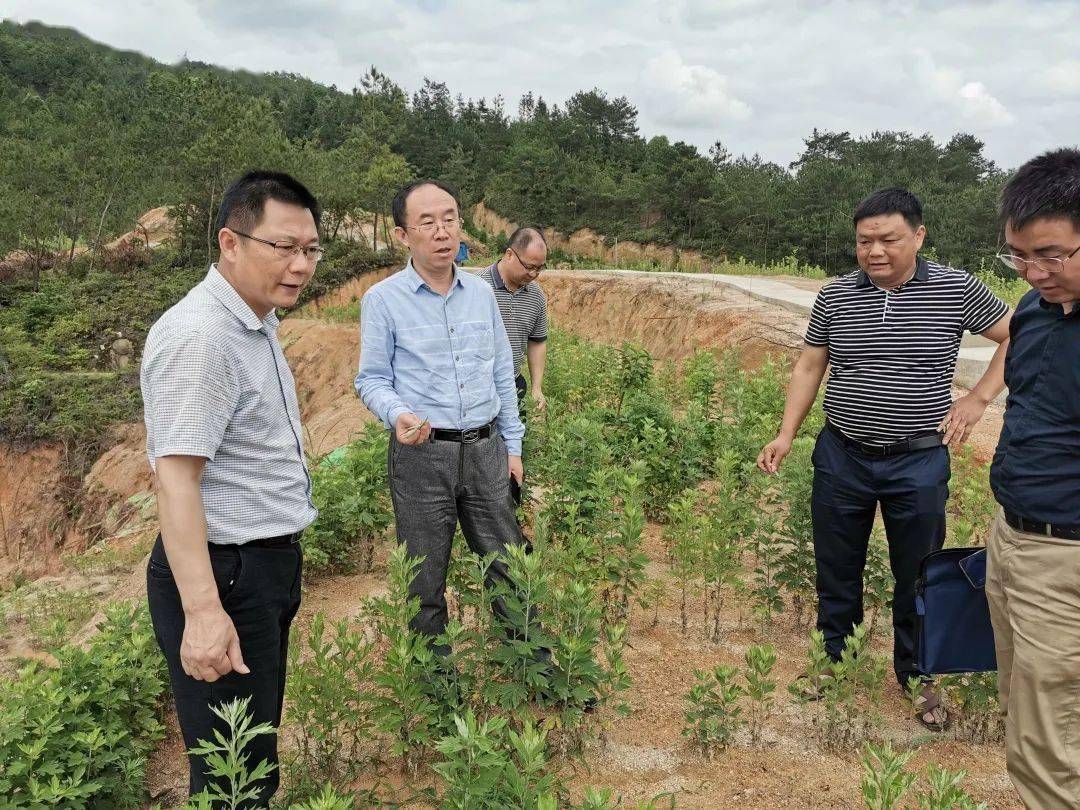 江西中医药大学附属医院院长熊汉鹏在艾草基地考察
