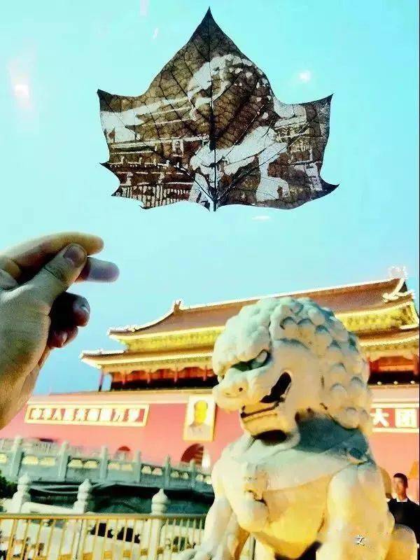 非单县非物质文化遗产叶雕:树叶脉络间 镂刻大世界-搜狐大视野-搜狐新闻