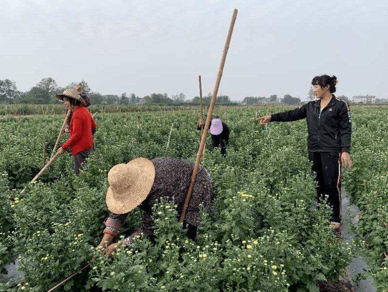 美丽花开致富路云梦县清明河乡三港村刘云香的脱贫故事