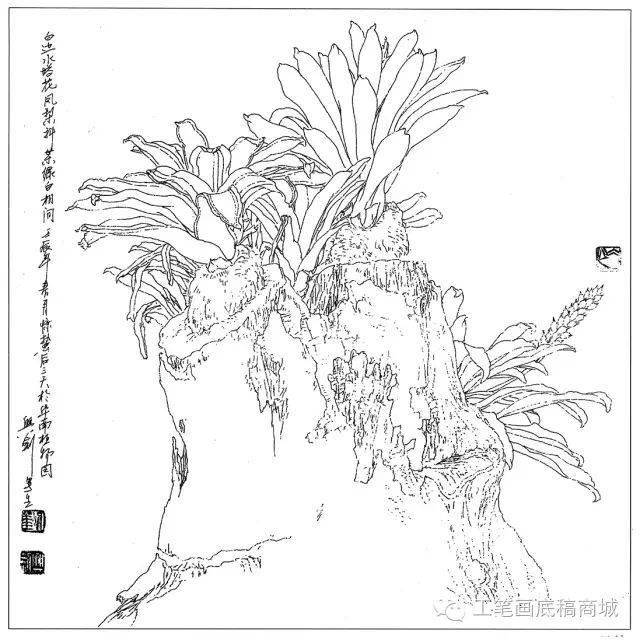 凤凰花倒挂金钟非洲芙蓉大丽花垂丝海棠垂茉莉百合30种花卉白描作品
