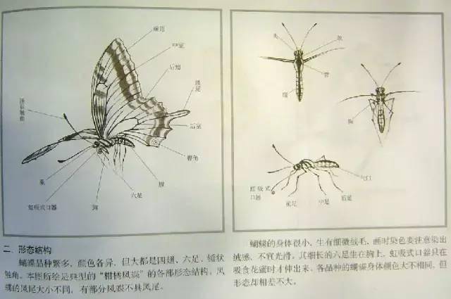 画蝴蝶的工笔画技法