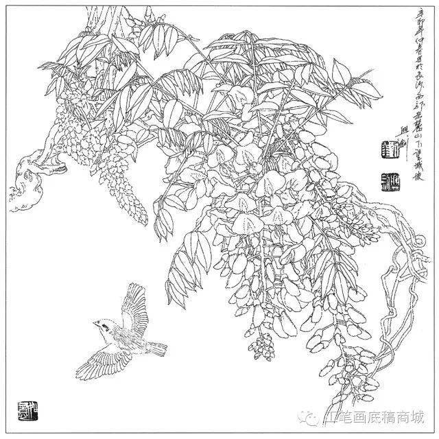 30种花卉白描作品欣赏