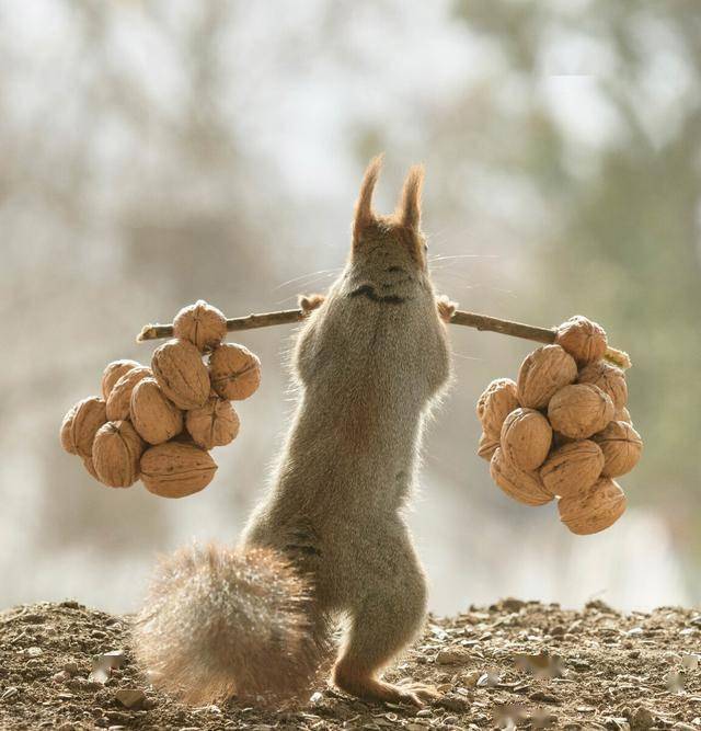 大力士松鼠举重,令人捧腹大笑,轻松"举坚果"秀肌肉