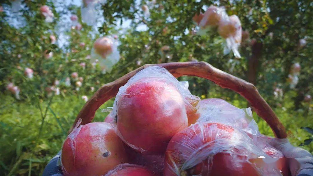 临猗临晋小小石榴全国驰名