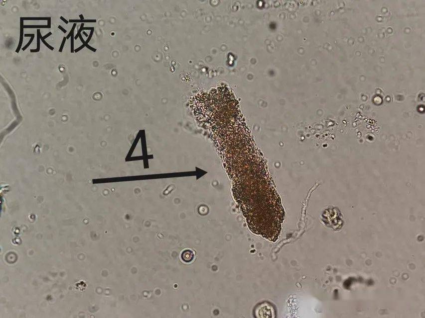 看圖識細胞第87期