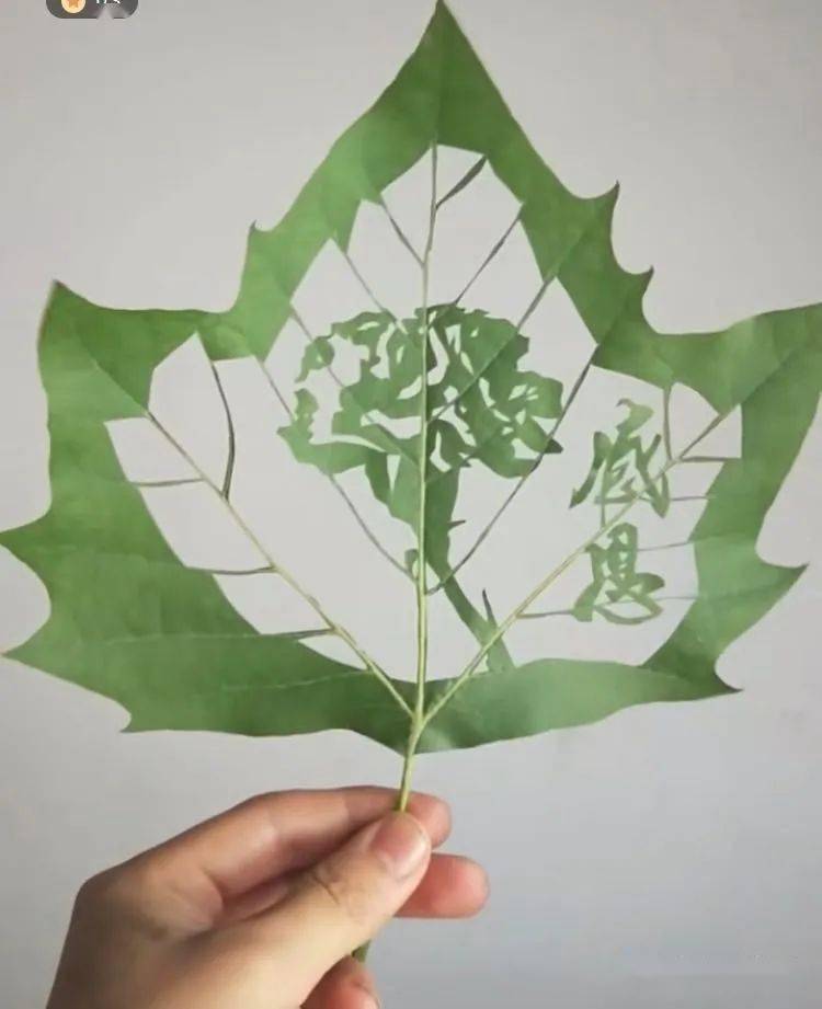 非单县非物质文化遗产叶雕:树叶脉络间 镂刻大世界-搜狐大视野-搜狐新闻