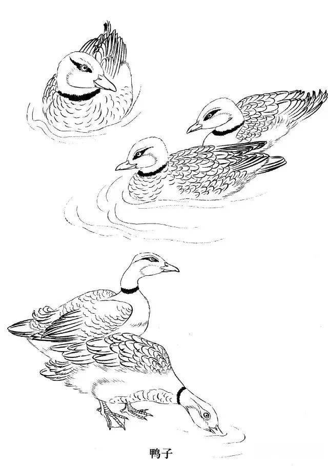 工笔禽鸟线描画法与画谱分享