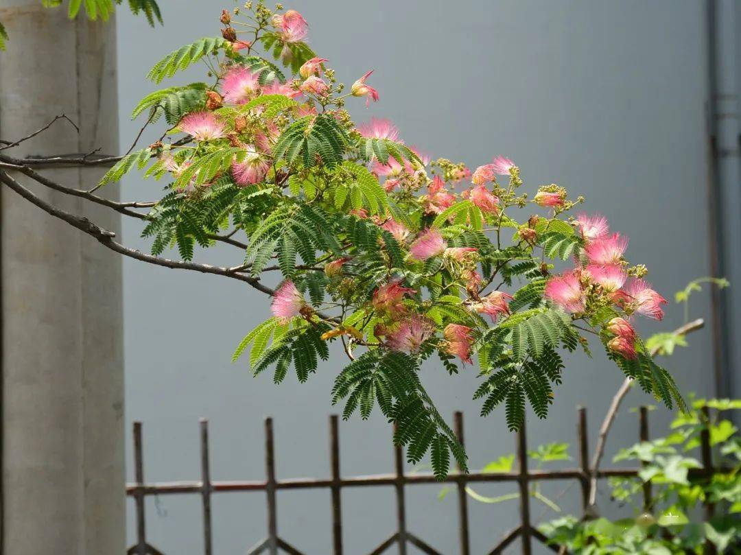原来你是这样的“合欢花”_果实