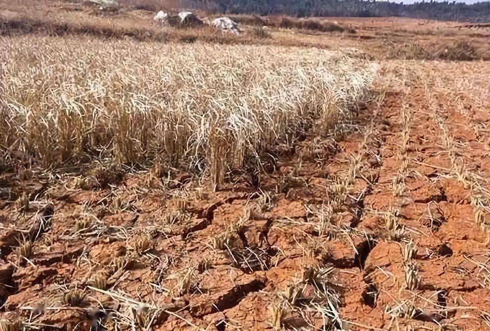 民间故事大财主年过半百却无一儿半女将看上了仇人的女儿