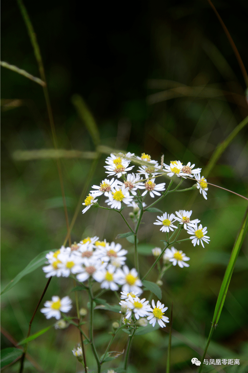 白舌紫菀正盛开凤凰山