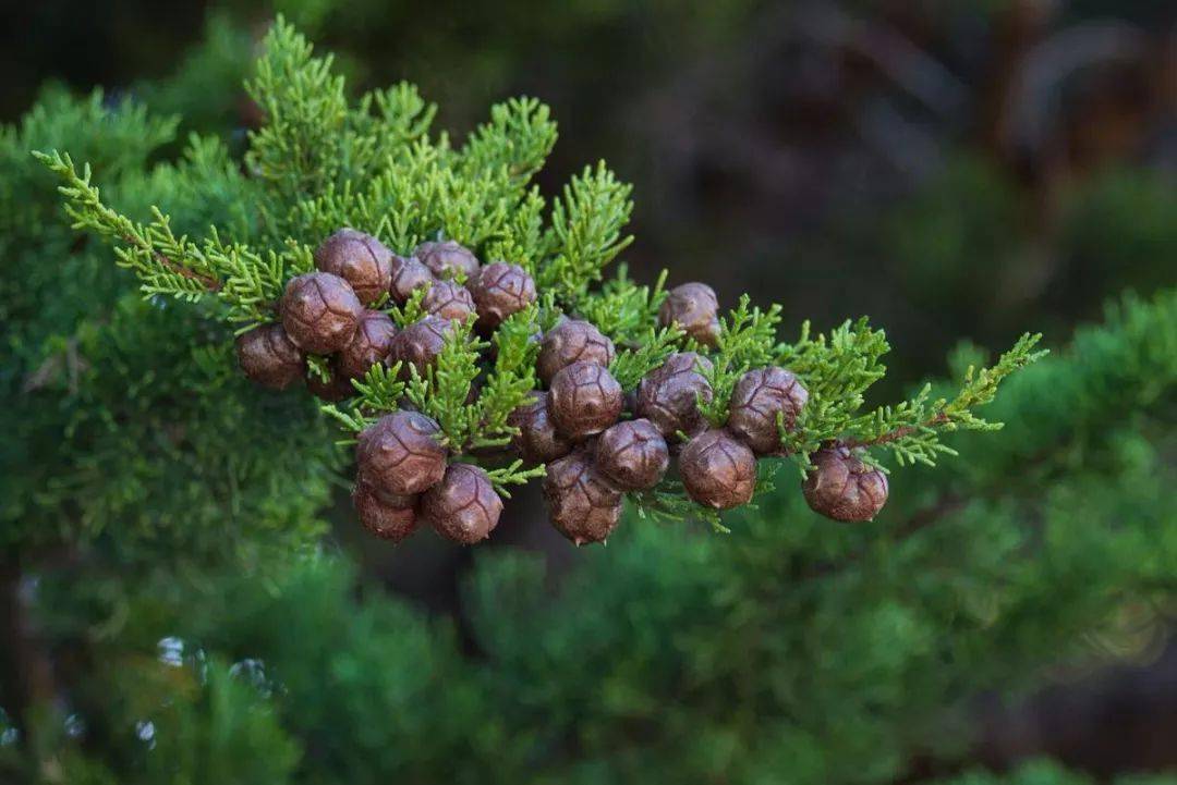 八種植物六個陣法民間口訣準得嚇人