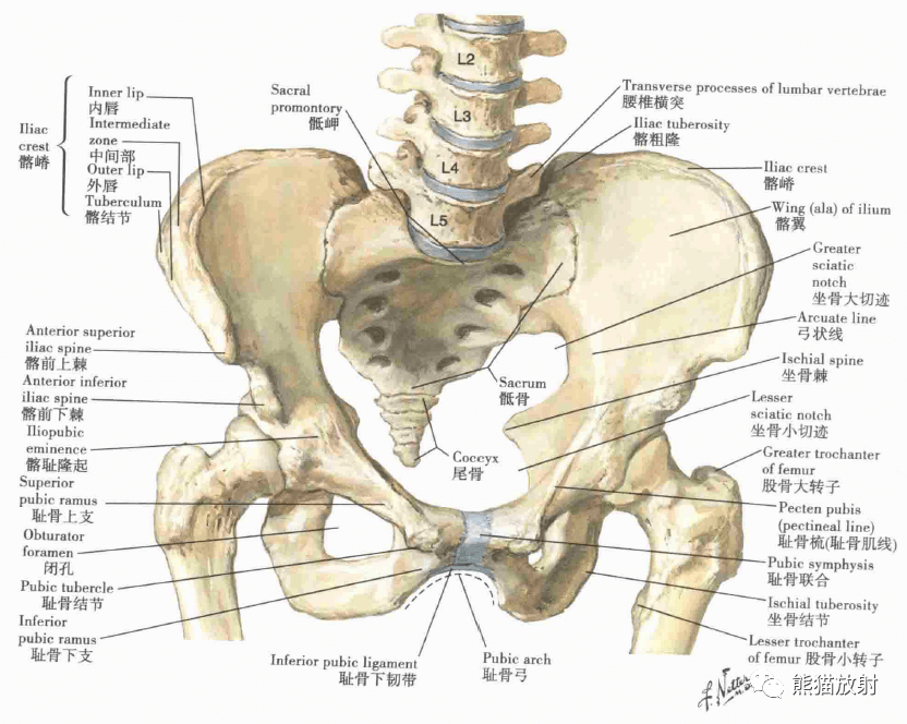 骨盆闭合图片解剖图图片