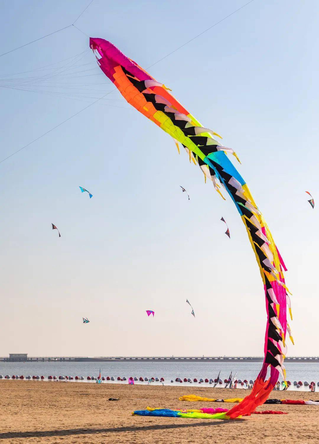 筝奇斗艳2020年金山杯全国运动风筝锦标赛拉开帷幕