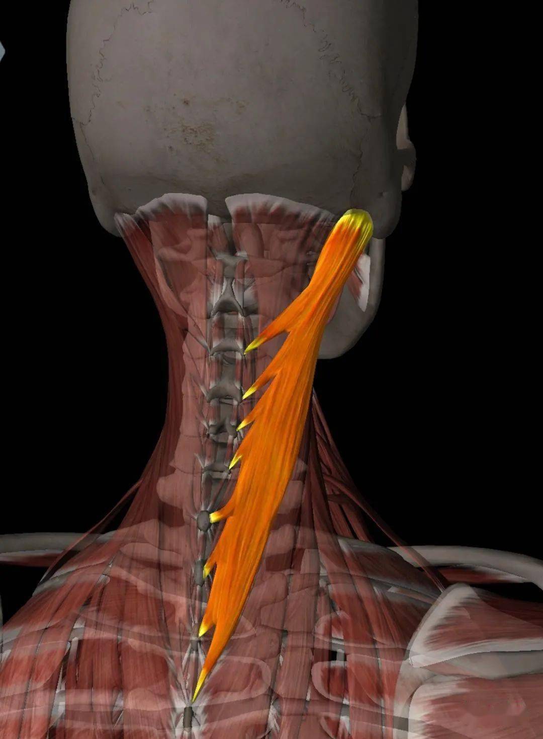 颈夹肌splenius cervicis三,背部深层肌肉解剖下压肋骨(呼气)2.