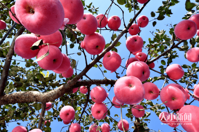 蓬莱潮水迎来苹果丰产季产销两旺果农增收