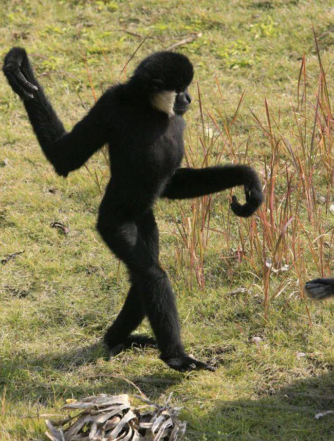 尽管如此,长臂猿却是唯一一类能用双腿直立行走的类人猿.