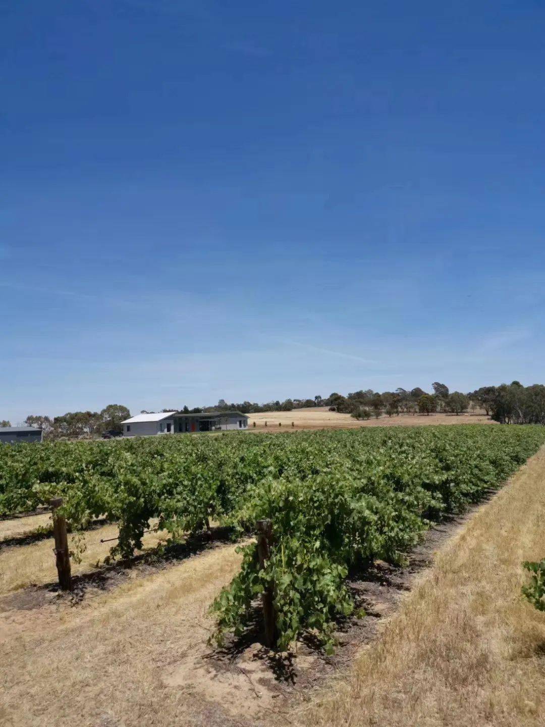 巴罗萨谷(barossa valley)是澳大利亚最古老的葡萄酒