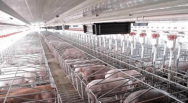 投资1.5亿！威远最现代化养猪场建成，占地220亩，堪比公寓！-搜狐大视野-搜狐新闻