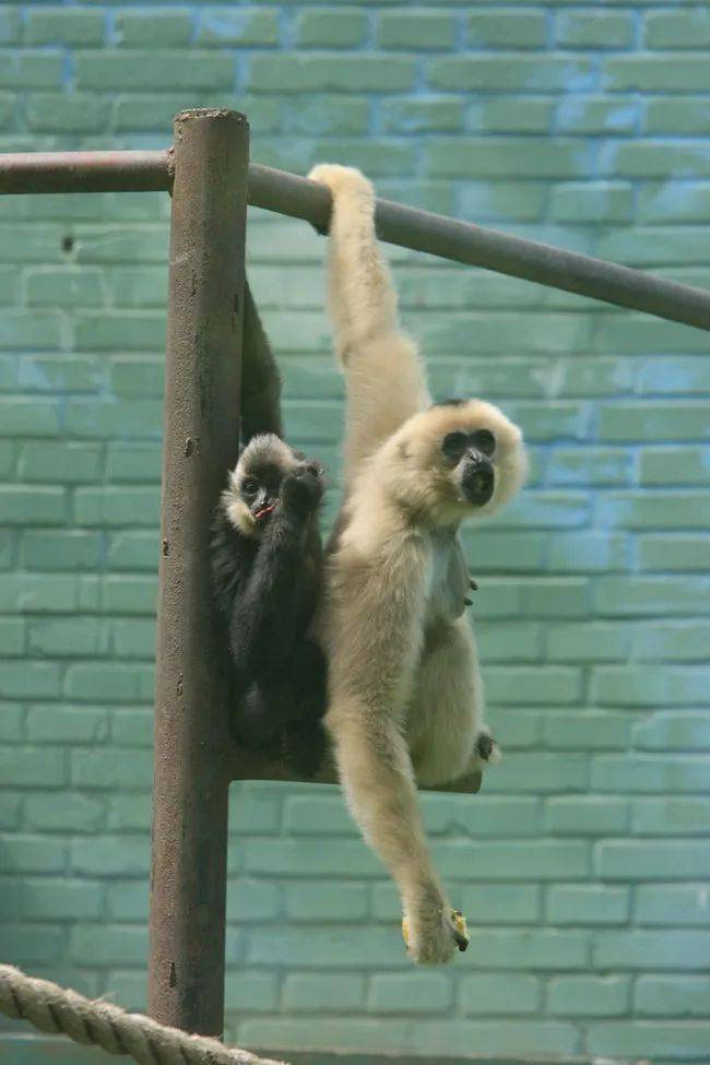 双手过膝算啥,这种动物的胳膊长到影响走路.丨动物蝌学