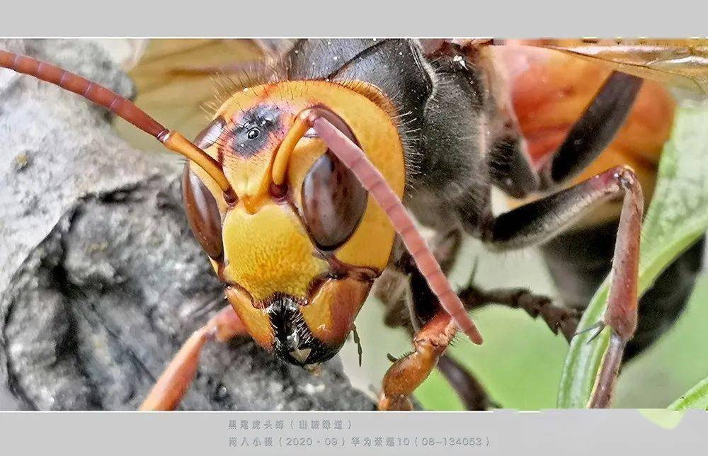 老話說秋天莫惹胡蜂秋高氣爽戶外活動時注意防範胡蜂的傷害