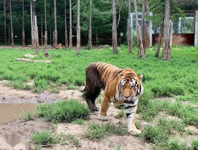 明日起東北虎園大門票半價!近百種珍稀動物,帶你走進現實版動物世界!