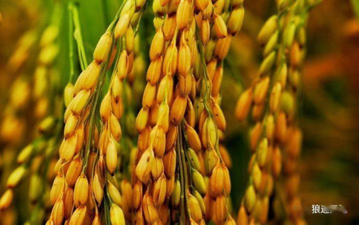 农历中国 | 九月初四 · 稻谷香_禾谷