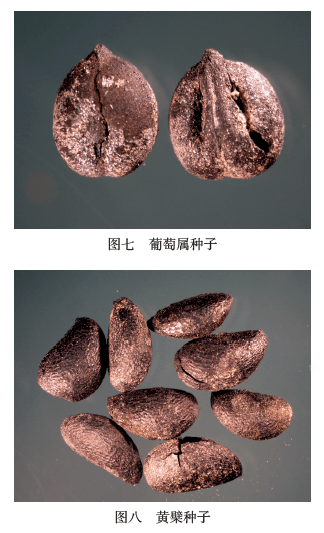 北京东胡林遗址植物遗存浮选结果及分析