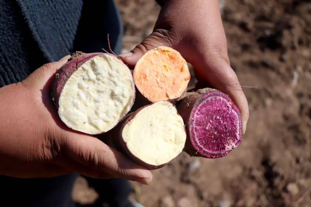 怀来美食之五彩红薯