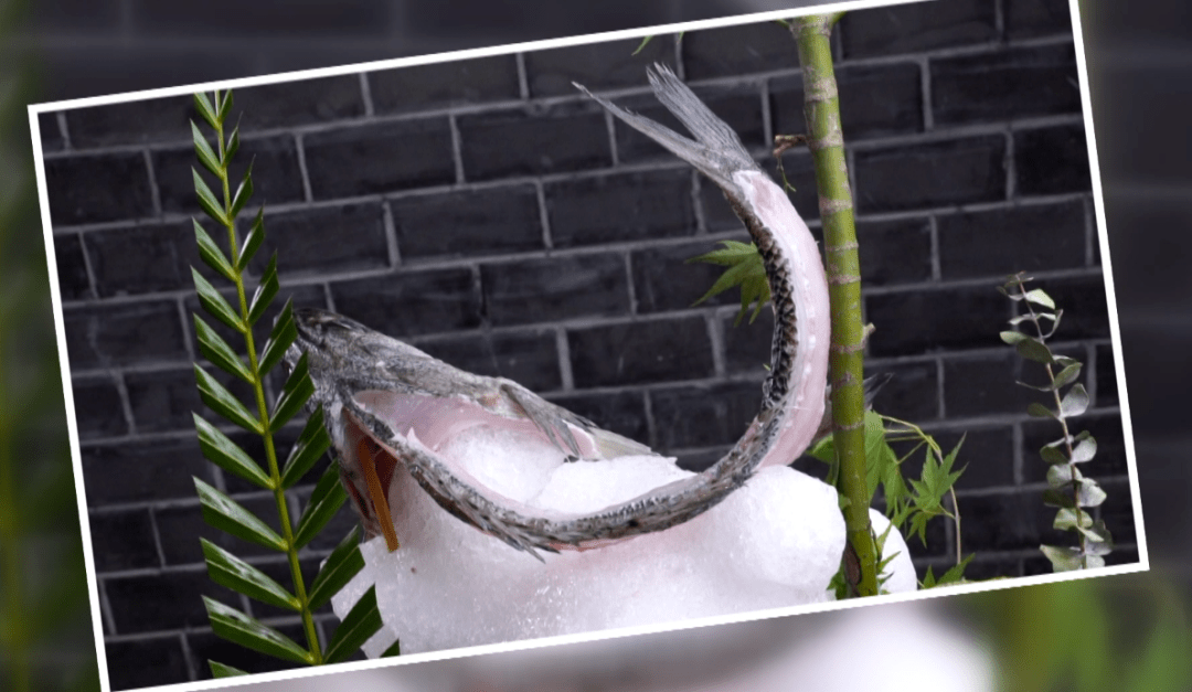 青苔也能做菜了网红菜非它莫属冲浪鲈鱼开屏白条这都是些什么神仙美味