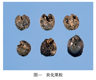 东胡林遗址的浮选结果中共发现14粒炭化粟粒,呈圆球形或近球状,胚部